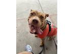 Adopt Angel (3) a Brown/Chocolate American Staffordshire Terrier / Mixed Breed