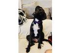 Adopt Willow Lizman a Black - with White Poodle (Miniature) / American Pit Bull