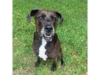 Adopt Trouble Free a Brown/Chocolate Labrador Retriever / Mixed dog in Sarasota