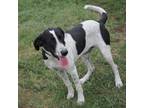 Adopt Laker(Gracie) a Great Dane / Hound (Unknown Type) / Mixed dog in Washburn