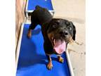 Adopt Lexi a Rottweiler, Mixed Breed