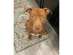 Adopt Tillie a Pit Bull Terrier, Mixed Breed