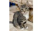 Adopt Blue a Domestic Shorthair / Mixed cat in Salt Lake City, UT (38086375)