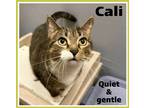 Adopt Cali (FCID# 01/05/2023 - 43) a Domestic Shorthair / Mixed (short coat) cat