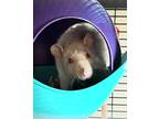 Adopt Dove (fostered in Bellevue) a Rat small animal in Papillion, NE (38087302)