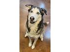 Adopt Mishka a Husky