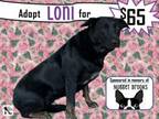 Adopt Loni a Labrador Retriever, Shepherd