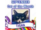 Adopt Tisha RM a Black & White or Tuxedo Domestic Shorthair / Mixed (short coat)