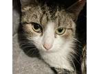 Adopt Gem a White (Mostly) Domestic Shorthair / Mixed (short coat) cat in