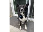 Adopt Loki K. a Akita / Mixed dog in Battle Ground, WA (38301154)