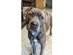 Adopt Kinetic a Brindle Mixed Breed (Large) / Mixed dog in Cincinnati