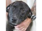 Adopt Farkle a Retriever (Unknown Type) / Mixed dog in Carrollton, GA (38311798)
