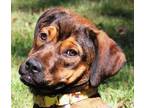 Adopt BASIA (PLEASE READ BIO) a Rottweiler
