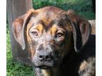 Adopt BRIELLE (PLEASE READ BIO) a Rottweiler