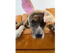 Adopt Rylan the Obedient Smart Good Swimming Boy a Brindle Pit Bull Terrier dog