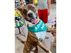Adopt Ringo Reggie the dog for BOYS a Brindle Shepherd (Unknown Type) dog in