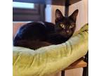 Adopt Midnight Rain a All Black Domestic Shorthair / Mixed cat in Brooklyn