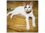 Adopt Gala Litter Rose a White (Mostly) Domestic Shorthair / Mixed (short coat)