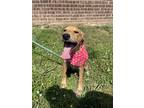 Adopt Layne a Tan/Yellow/Fawn - with White Labrador Retriever / Hound (Unknown