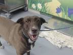 Adopt ANN-TIQUE a Labrador Retriever, Collie