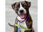 Adopt Rza a Brindle Mixed Breed (Large) / Mixed dog in Pittsburgh, PA (38084242)