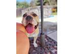 Adopt Honey a White - with Tan, Yellow or Fawn American Pit Bull Terrier /