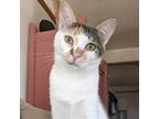 Adopt Zinnia a Calico or Dilute Calico Domestic Shorthair / Mixed cat in Santa