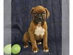 Boxer PUPPY FOR SALE ADN-753621 - Boxer Puppies