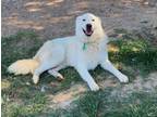 Adopt Scarlet ATX a White Great Pyrenees / Siberian Husky / Mixed dog in
