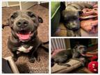 Adopt MARCELINE a American Staffordshire Terrier