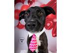 Adopt Tito a Black - with White Labrador Retriever / Mixed dog in Memphis