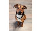 Adopt Henry a Mountain Cur / Mixed dog in Des Moines, IA (38198995)