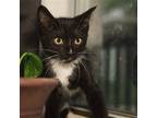 Adopt Cash a Black & White or Tuxedo Domestic Shorthair / Mixed cat in Des