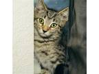 Adopt June a Domestic Shorthair / Mixed cat in Des Moines, IA (38179474)