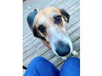 Adopt Ruthie a Tricolor (Tan/Brown & Black & White) Treeing Walker Coonhound /