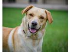 Adopt Tucker a Labrador Retriever / Mixed dog in Minneapolis, MN (38199002)