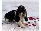 Basset Hound PUPPY FOR SALE ADN-753182 - CKC Bassett hound litter of 6