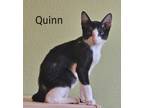 Adopt Quinn - North Conroe Petsmart a Tuxedo, Domestic Short Hair