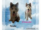 Siberian Husky PUPPY FOR SALE ADN-753317 - husky puppys