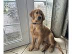 Golden Retriever PUPPY FOR SALE ADN-753318 - AKC Golden Retrievers Available