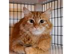 Adopt Chamoy a Orange or Red Domestic Longhair / Mixed (long coat) cat in Santa