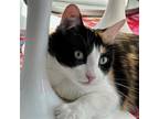 Adopt Haiku a Calico or Dilute Calico Domestic Mediumhair / Mixed (medium coat)