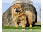 Chow Chow PUPPY FOR SALE ADN-753162 - AKC Import Chow chow puppies Champion