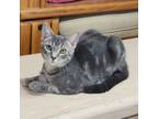 Adopt Harley a Domestic Shorthair cat in Arlington, TX (38326090)