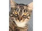 Adopt Sonny a Domestic Shorthair / Mixed cat in Penticton, BC (38265473)