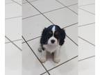 Cavalier King Charles Spaniel PUPPY FOR SALE ADN-753388 - READY NOW TRI COLORS