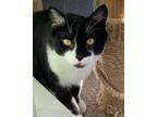 Adopt Murdoch a Domestic Shorthair / Mixed cat in Penticton, BC (38103398)