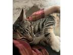 Adopt Grace a Brown or Chocolate Domestic Shorthair (short coat) cat in San