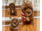 Poodle (Miniature) PUPPY FOR SALE ADN-753442 - Miniature poodles available