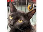 Adopt CHYNA a All Black Domestic Shorthair / Mixed cat in Chico, CA (38285151)